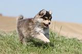 CHIEN FINNOIS DE LAPONIE 576